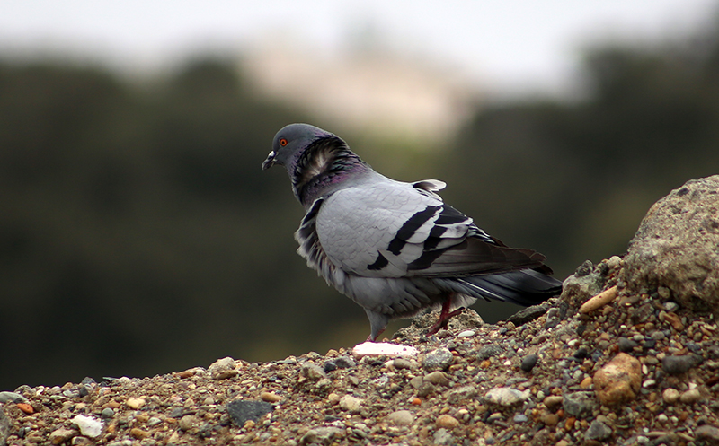 Rock Dove