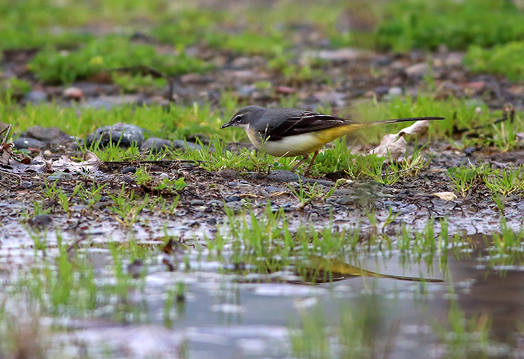 Grey Wagtail