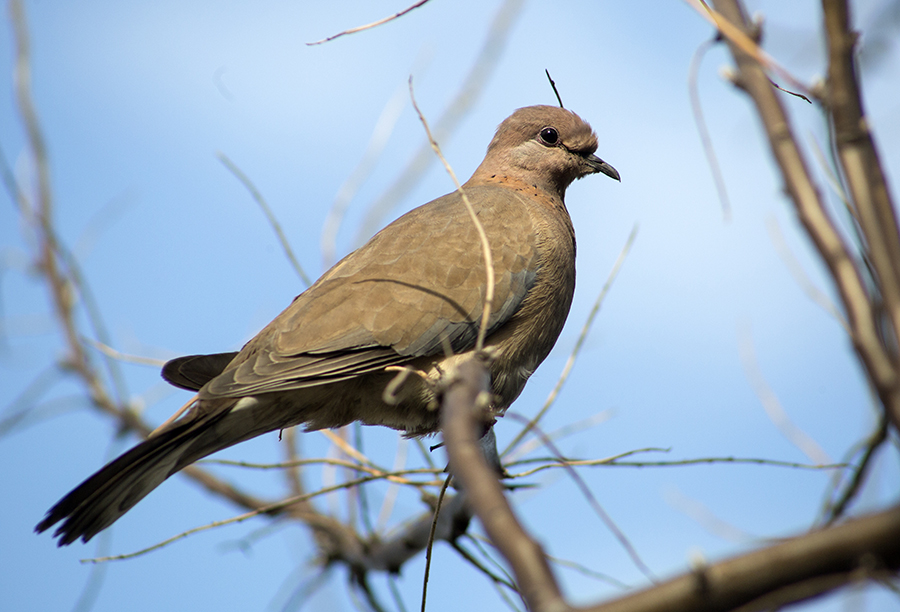 Laughing Dove