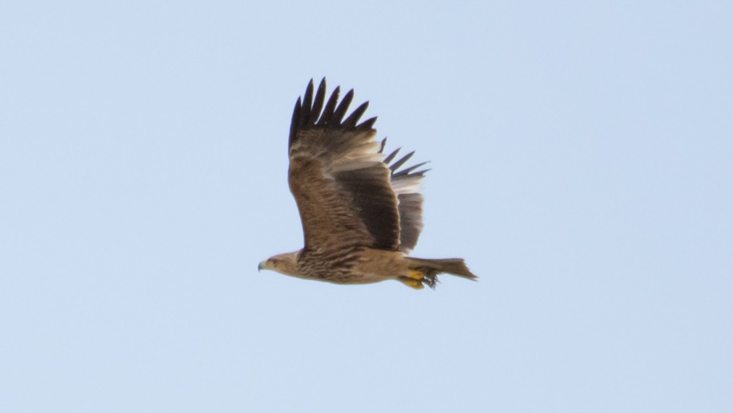 Eastern Imperial Eagle