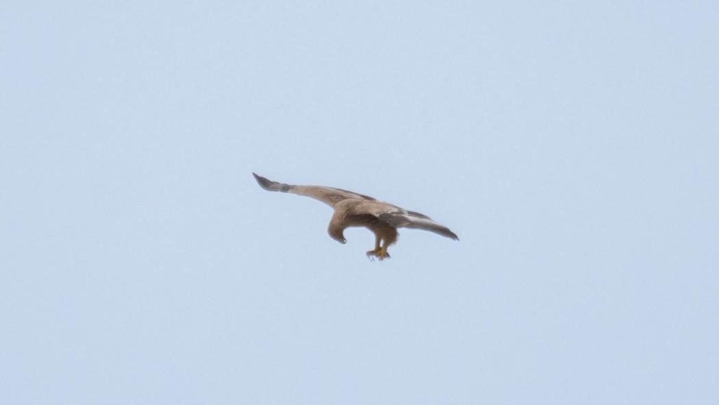 Eastern Imperial Eagle