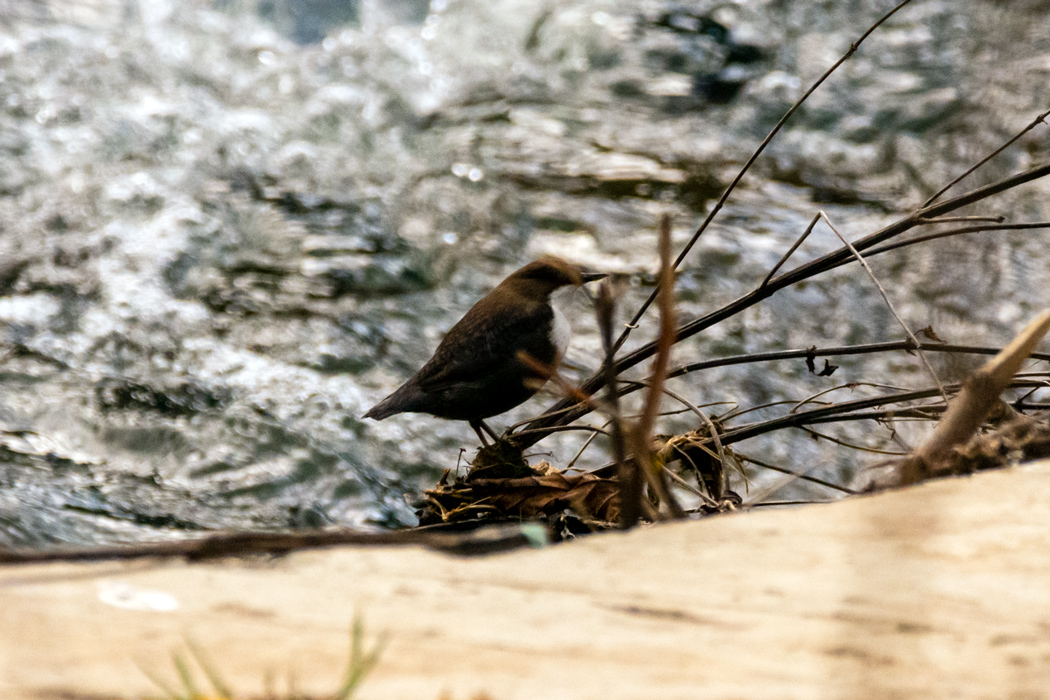 White-throated Dipper