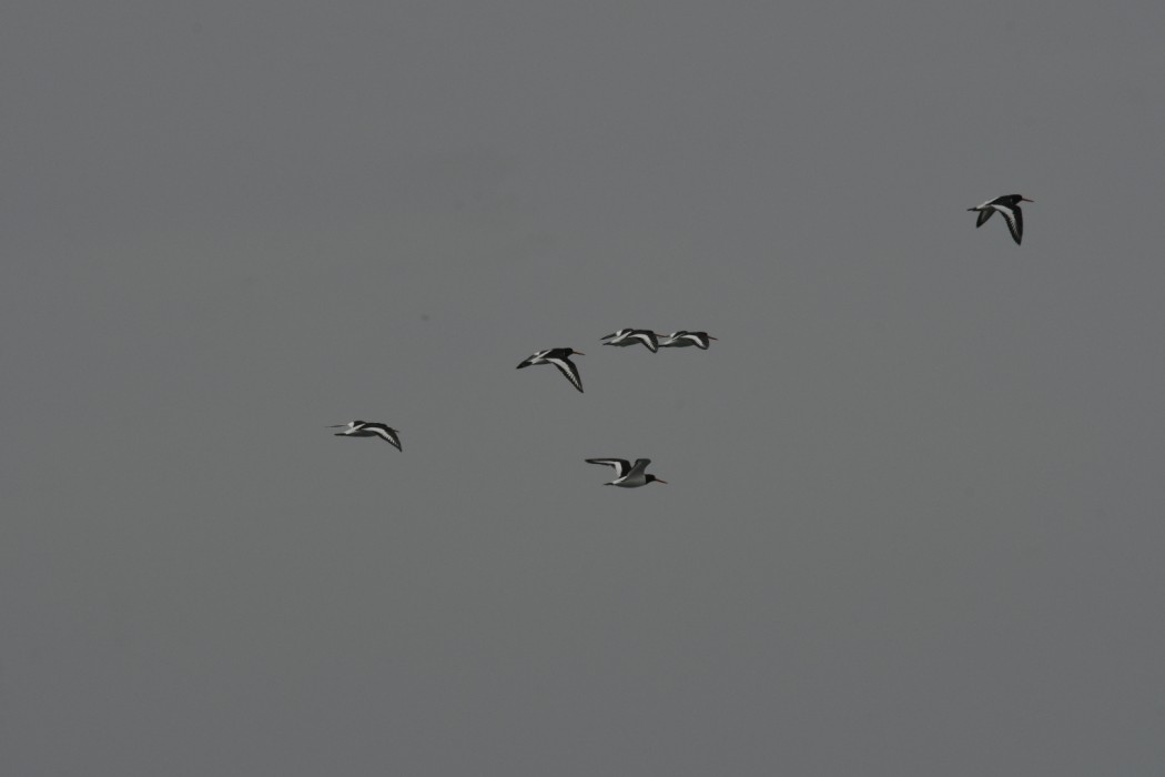 Eurasian Oystercatcher
