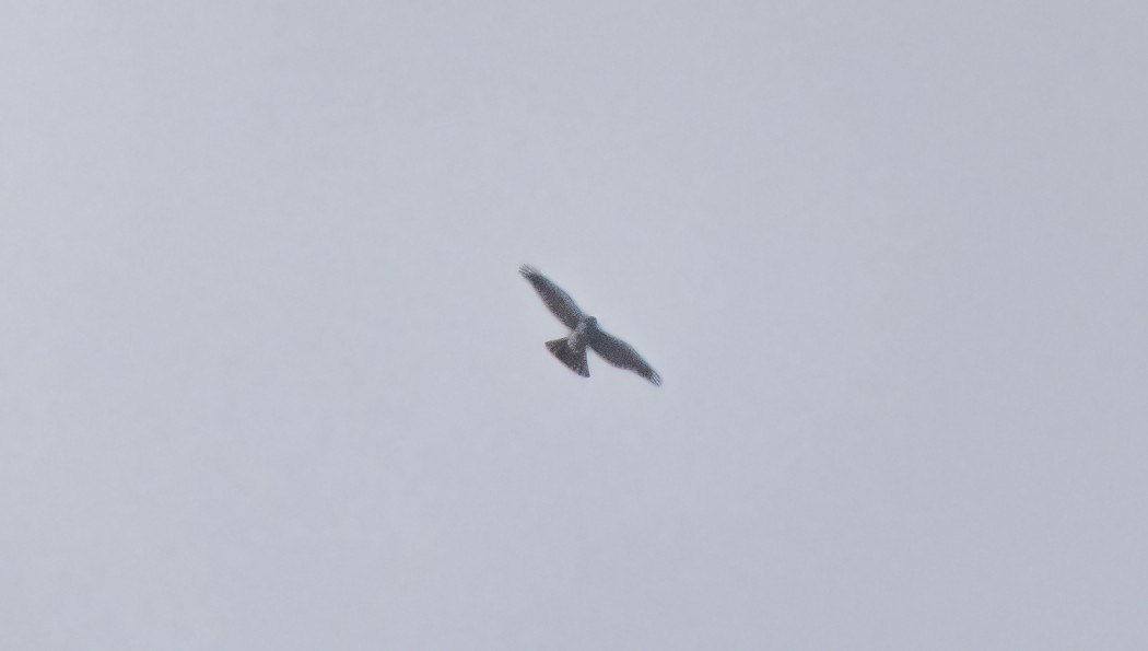 Eurasian Goshawk