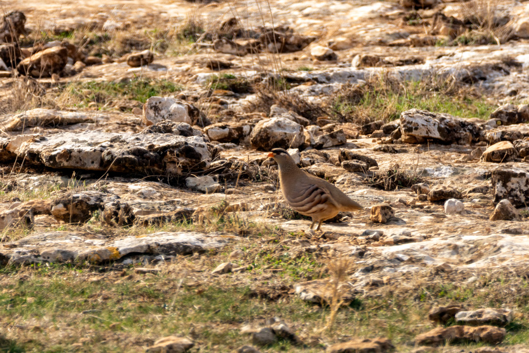 See-see Partridge