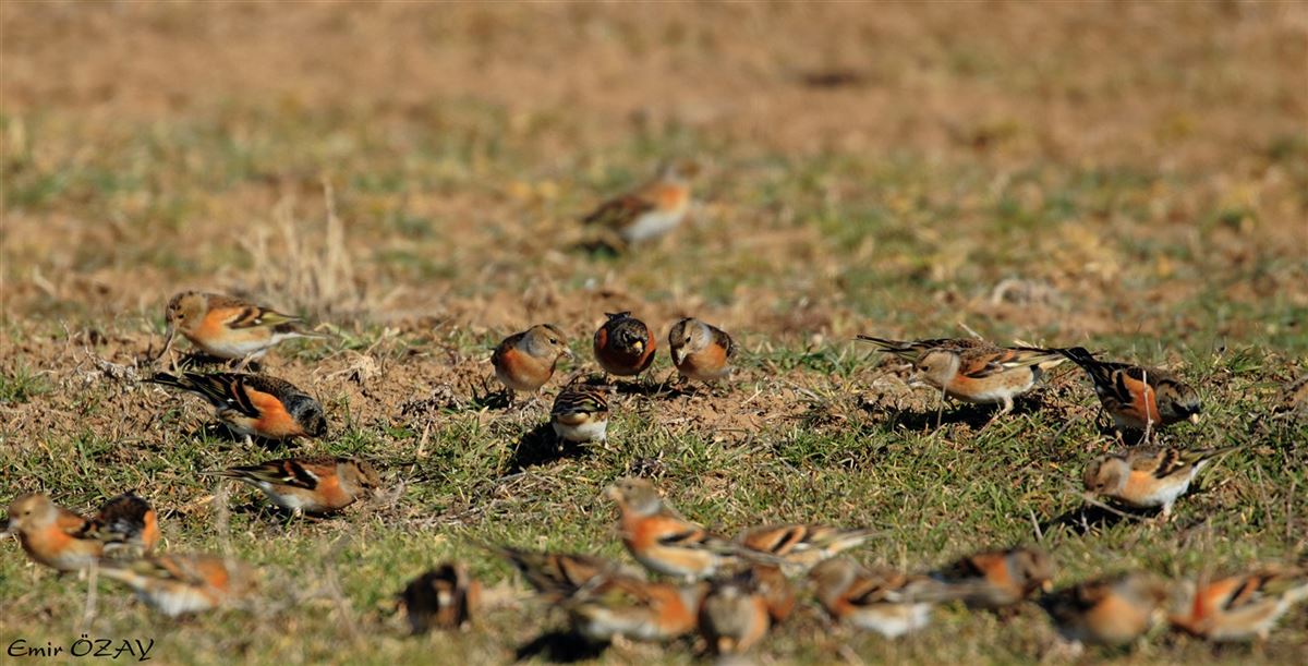 Brambling