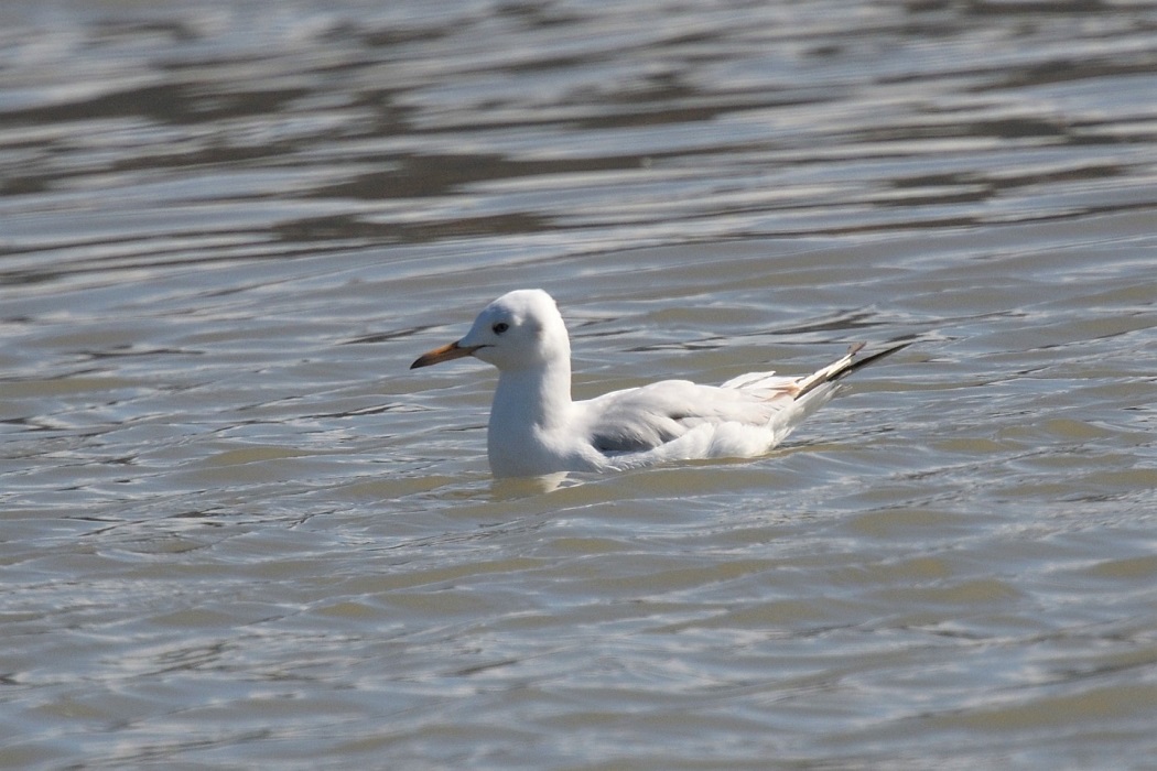 Slender-billed Gull