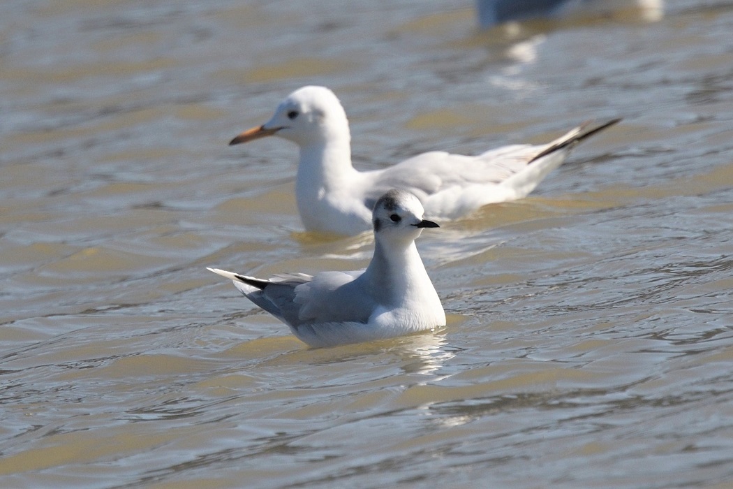 Little Gull