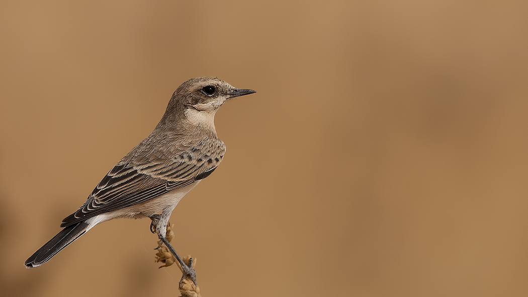 Black-eared Wheatear