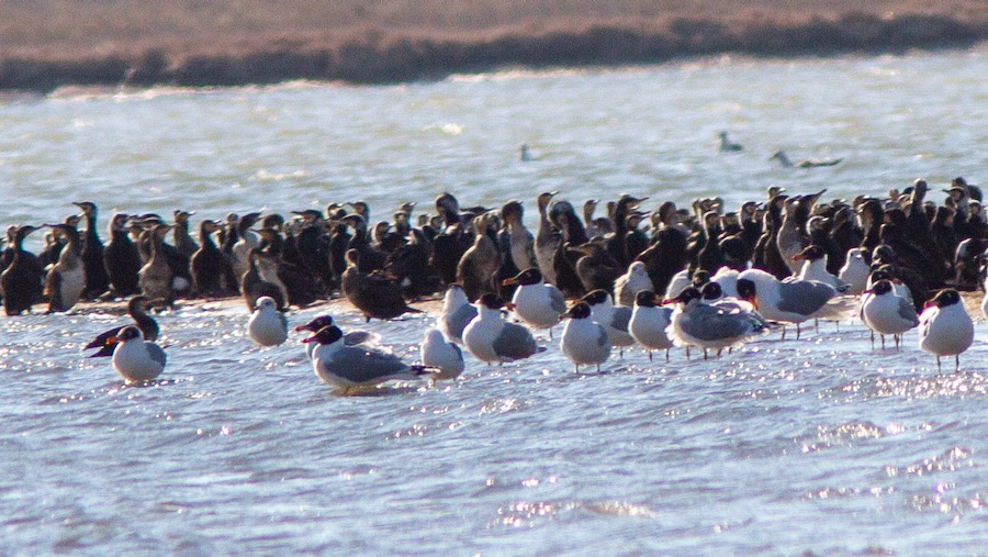 Pallas`s Gull