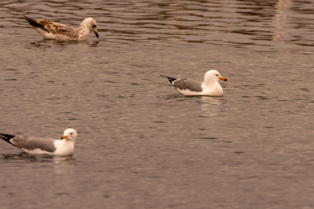 Armenian Gull