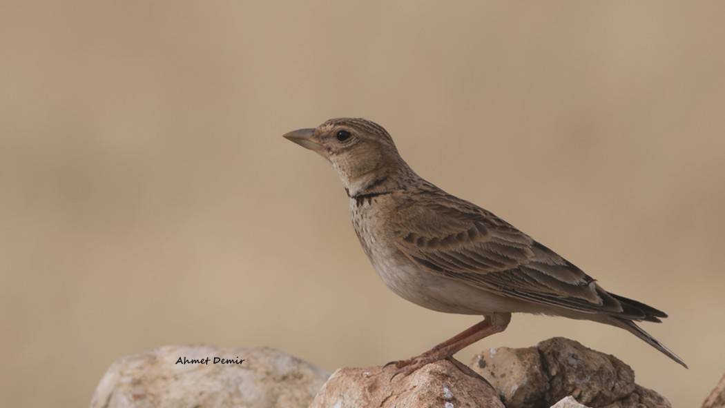 Calandra Lark