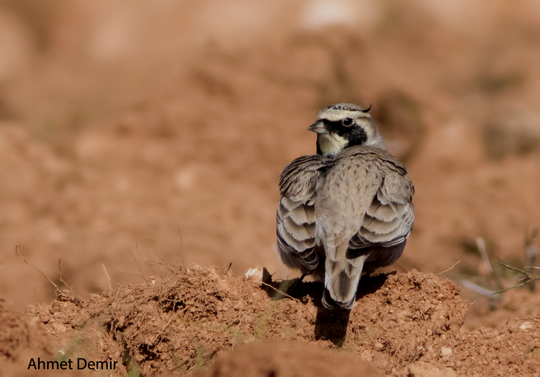Horned Lark