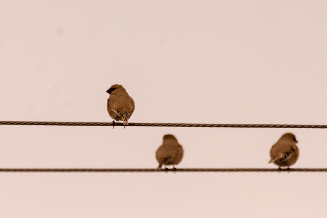 Desert Finch