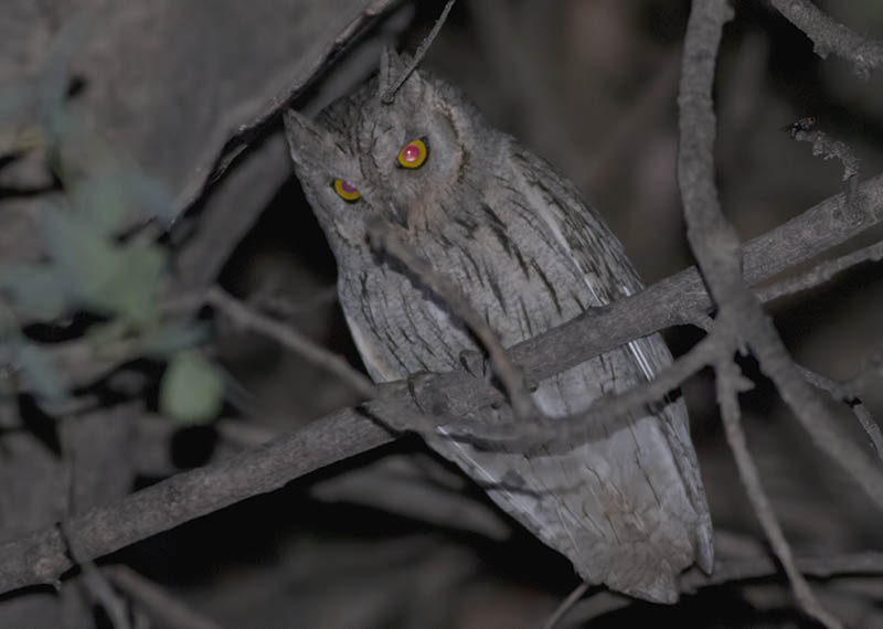 Pallid Scops Owl