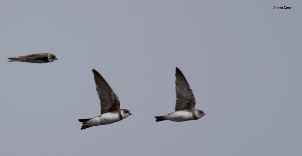 Sand Martin