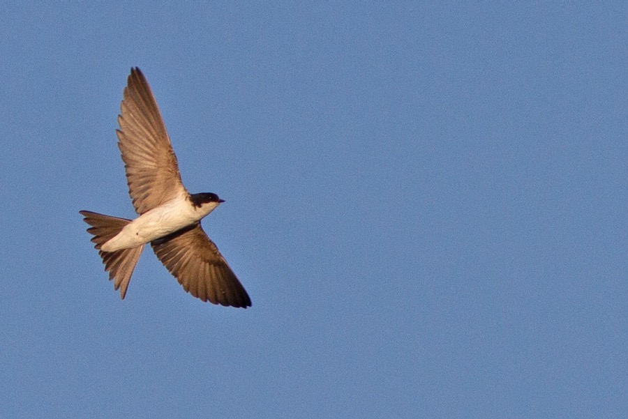 Western House Martin