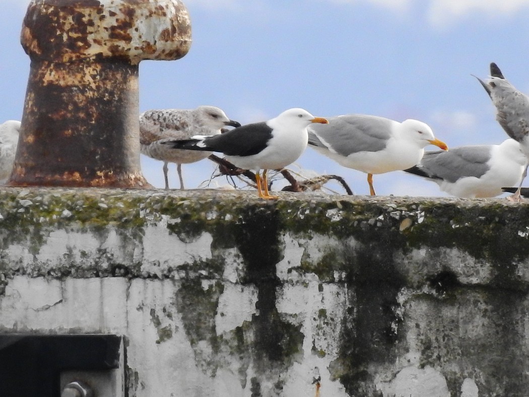 Lesser Black-backed Gull