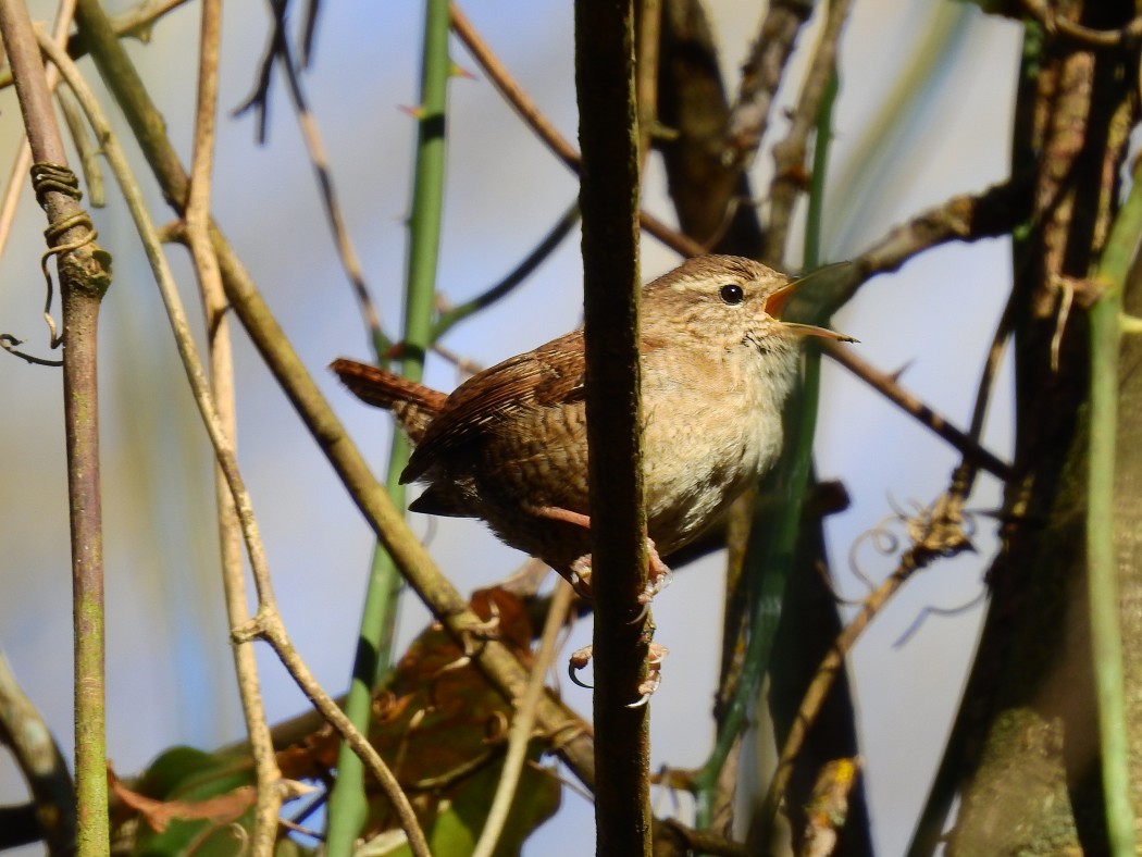 Eurasian Wren