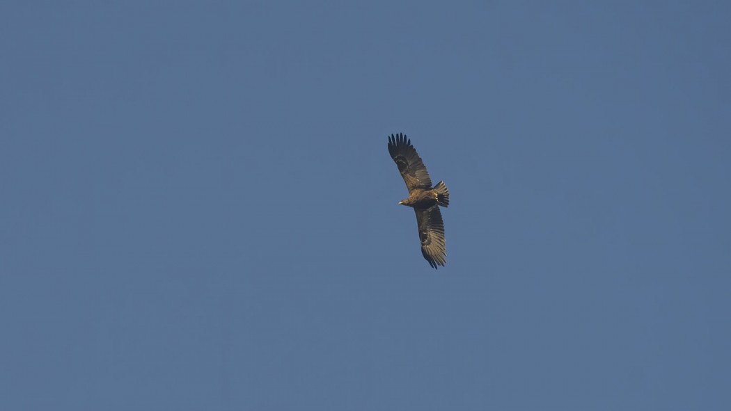 Greater Spotted Eagle