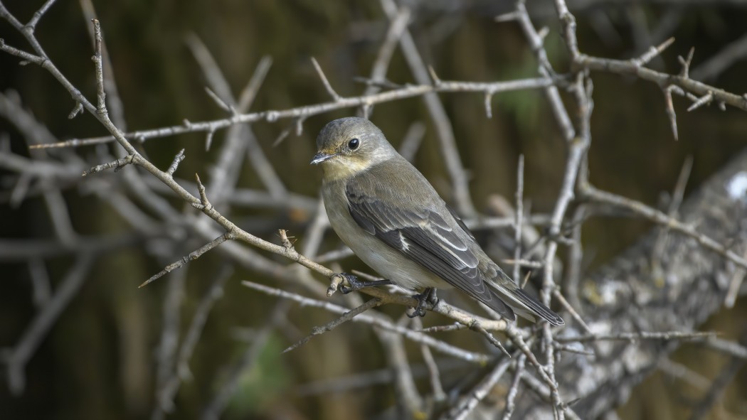 Semicollared Flycatcher