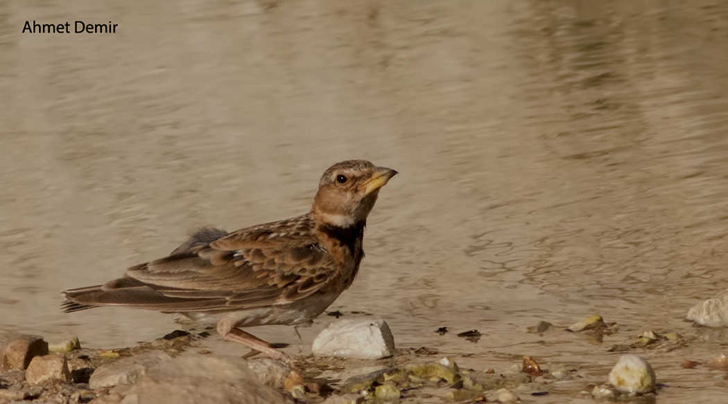 Bimaculated Lark