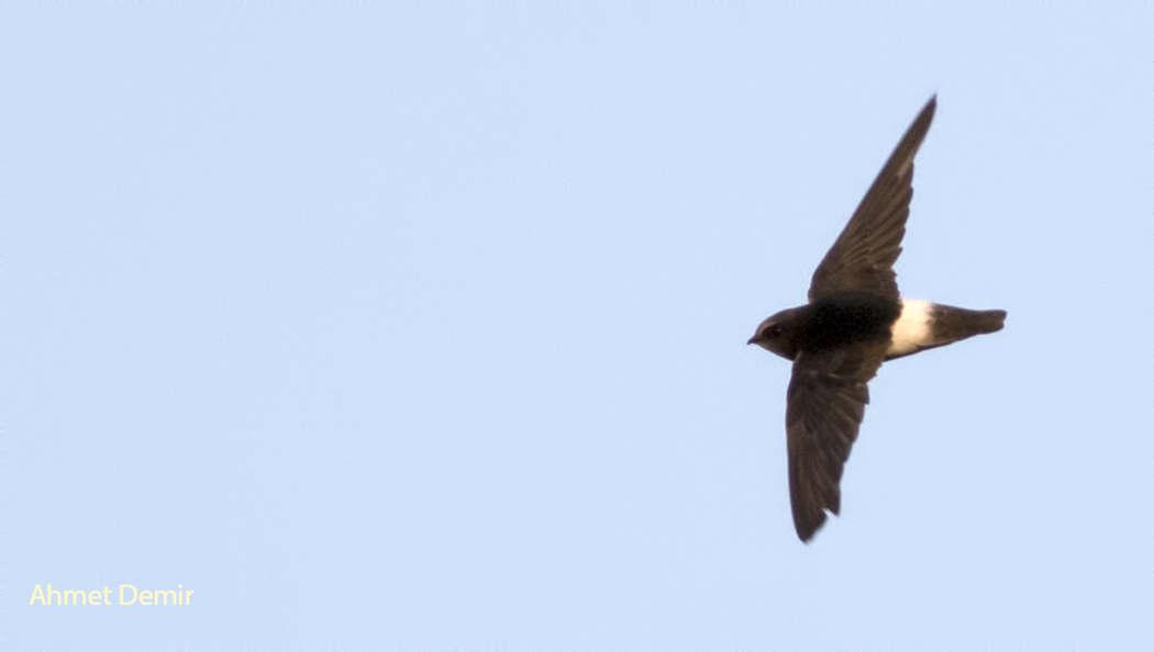 Little Swift