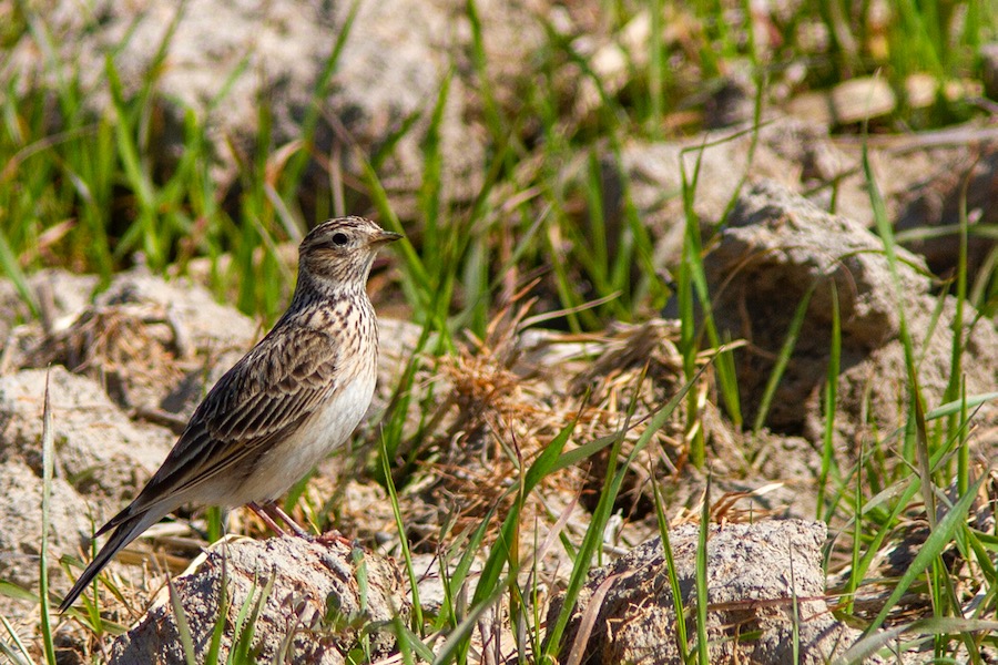 Eurasian Skylark