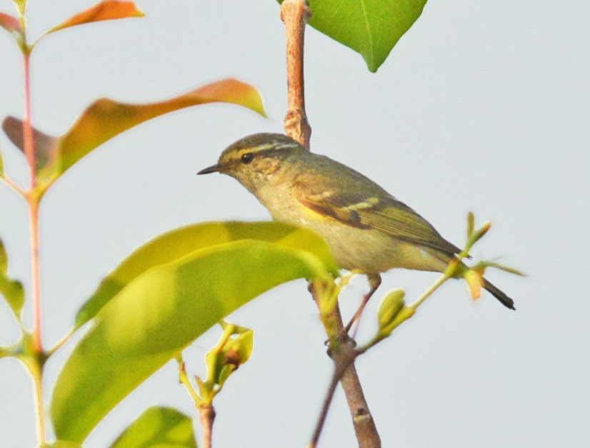 Yellow-browed Warbler