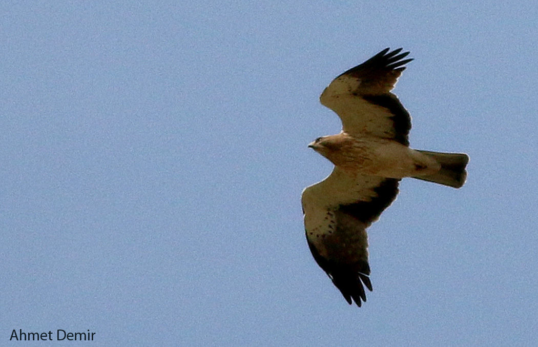 Booted Eagle