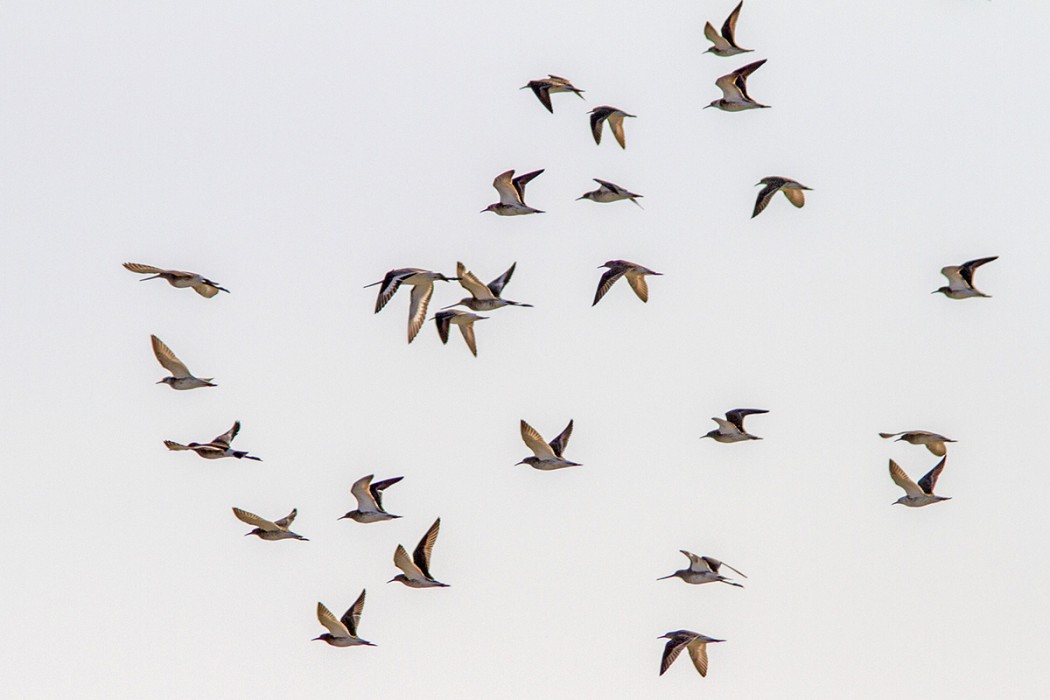 Black-tailed Godwit