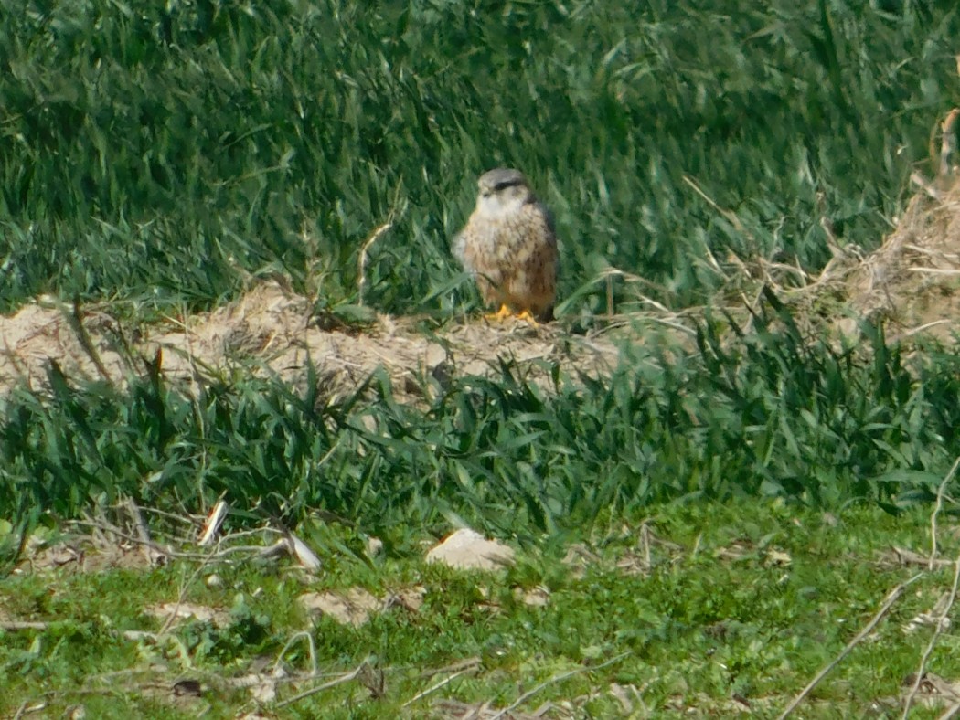 Merlin