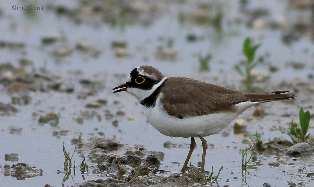 Little Ringed Plover