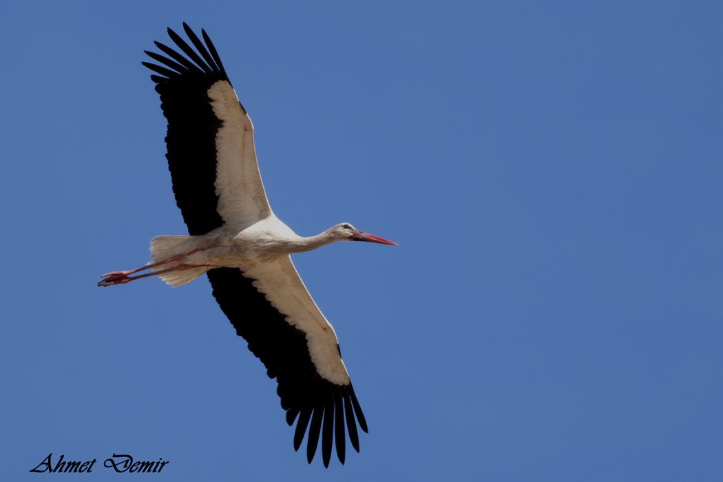 White Stork