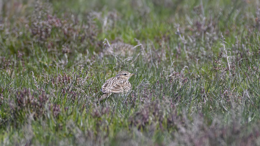 Eurasian Skylark