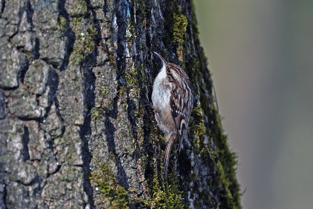 Short-toed Treecreeper