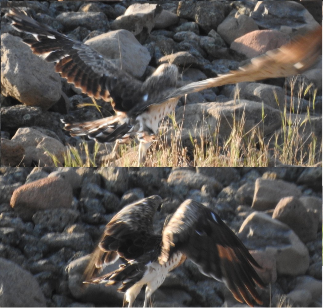 Short-toed Snake Eagle