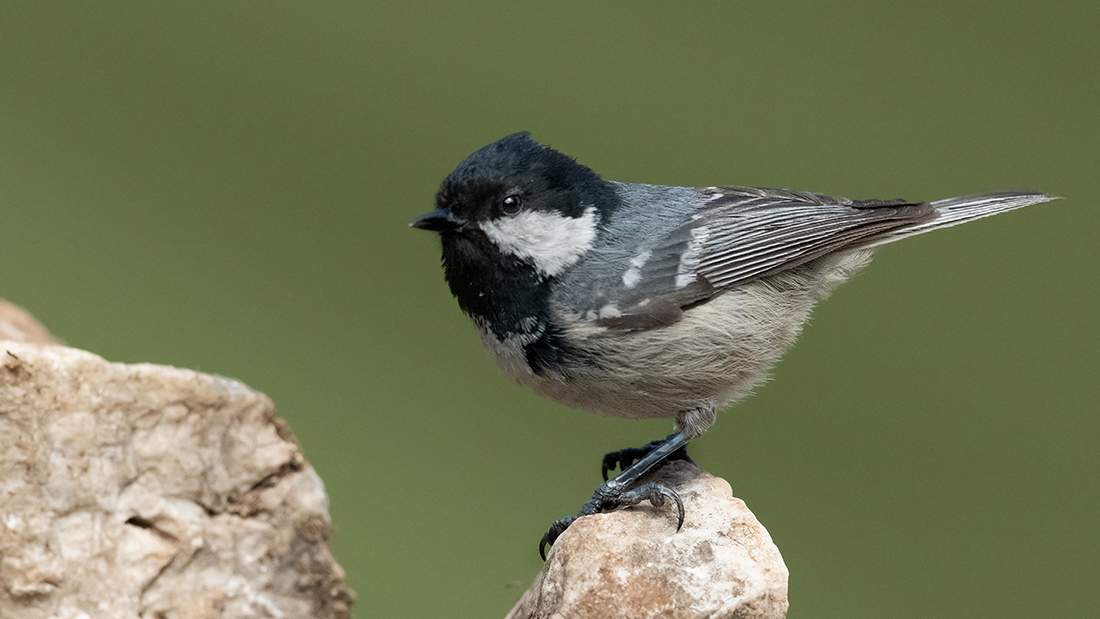 Coal Tit