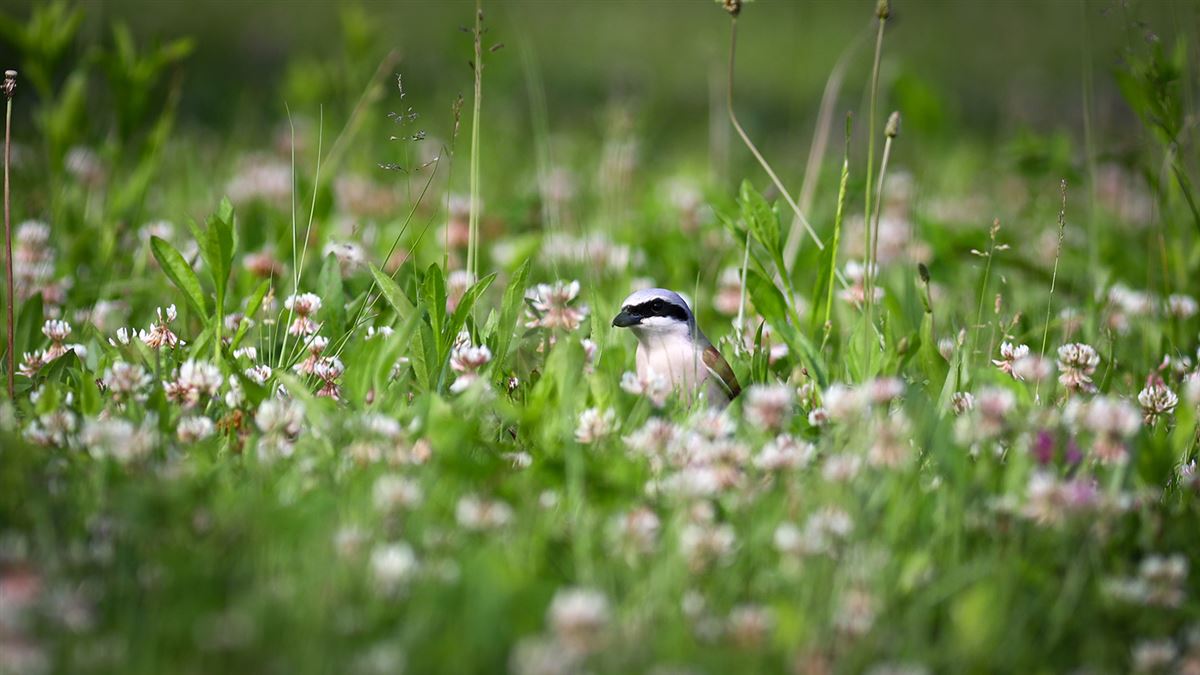 Red-backed Shrike