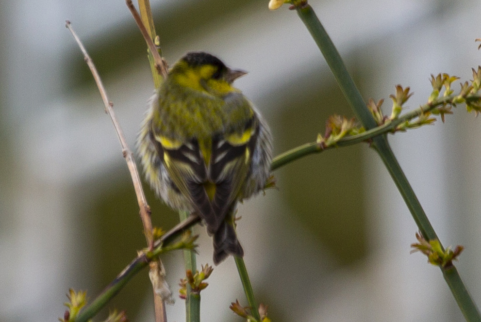 Eurasian Siskin