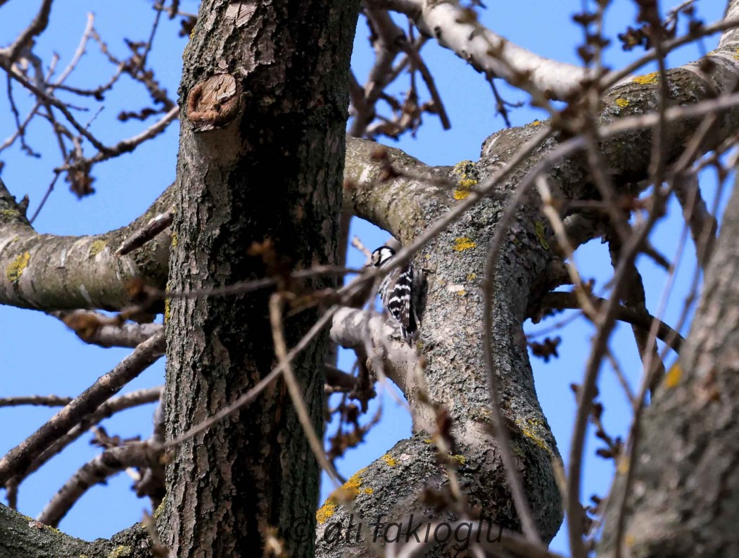 Lesser Spotted Woodpecker