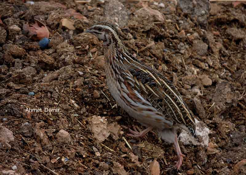 Common Quail