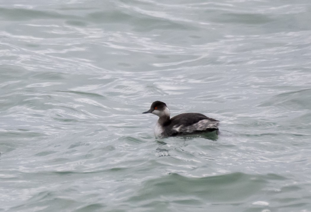Black-necked Grebe