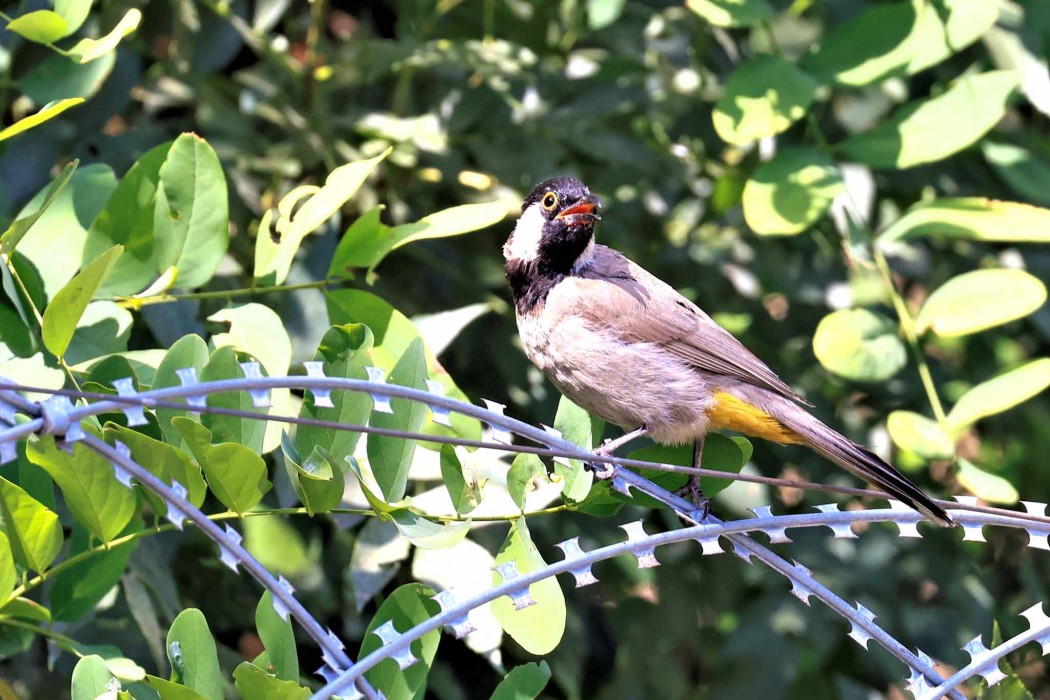 White-eared Bulbul
