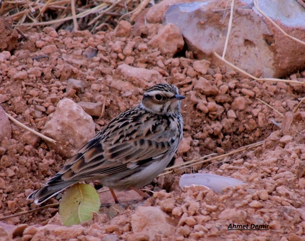 Woodlark