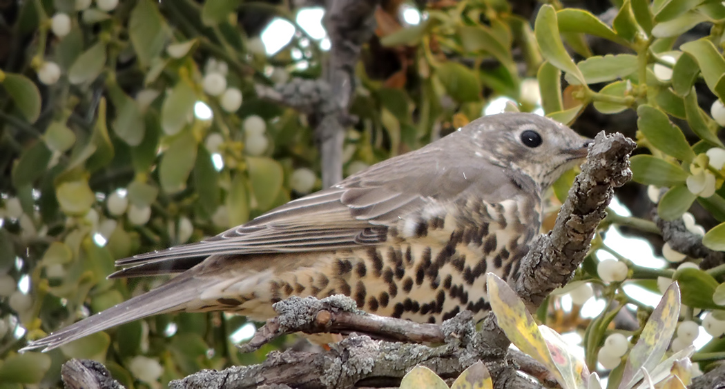 Mistle Thrush