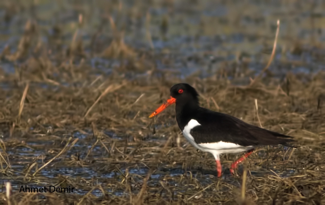 Eurasian Oystercatcher