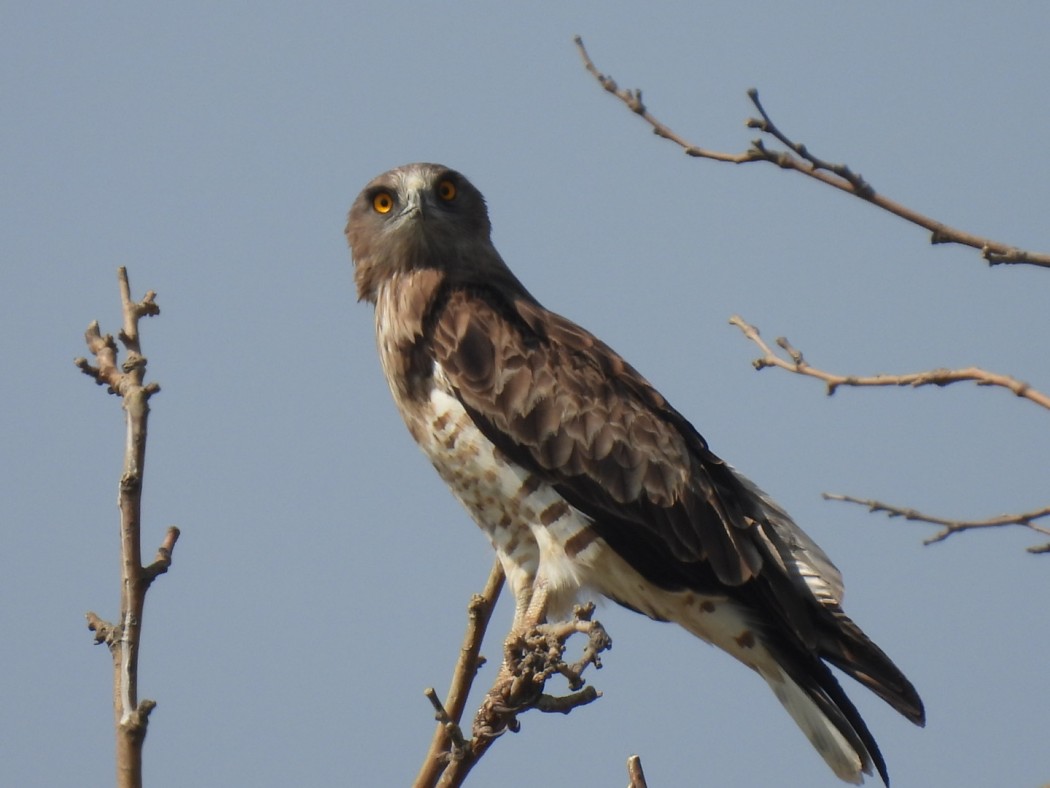 Short-toed Snake Eagle