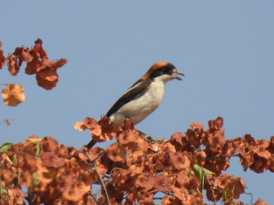 Woodchat Shrike