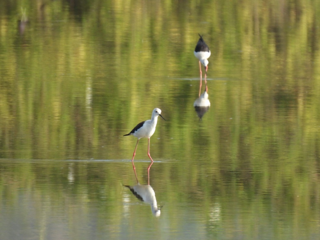 Black-winged Stilt
